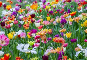 Spring flowers spring clean your corporate records